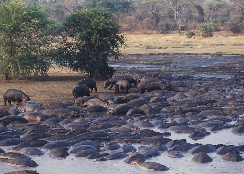 Hippos - Katavi National Park