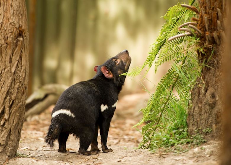 Tasmanian Devil, Australia Tasmanian Devil, Australia