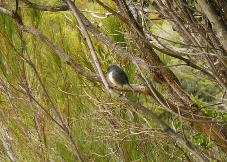 Birding Bonanza and Kiwi Spotting full day tour of Ulva and Stewart Islands, Stewart Island Birding Bonanza and Kiwi Spotting full day tour of Ulva and Stewart Islands, Stewart Island