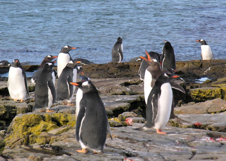 Gentoo Penguins at Gladstone Bay, Port Howard, The Falkland Islands