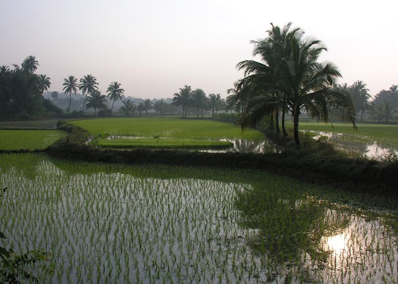 Paddy fields, Palakkad, India Paddy fields, Palakkad, India