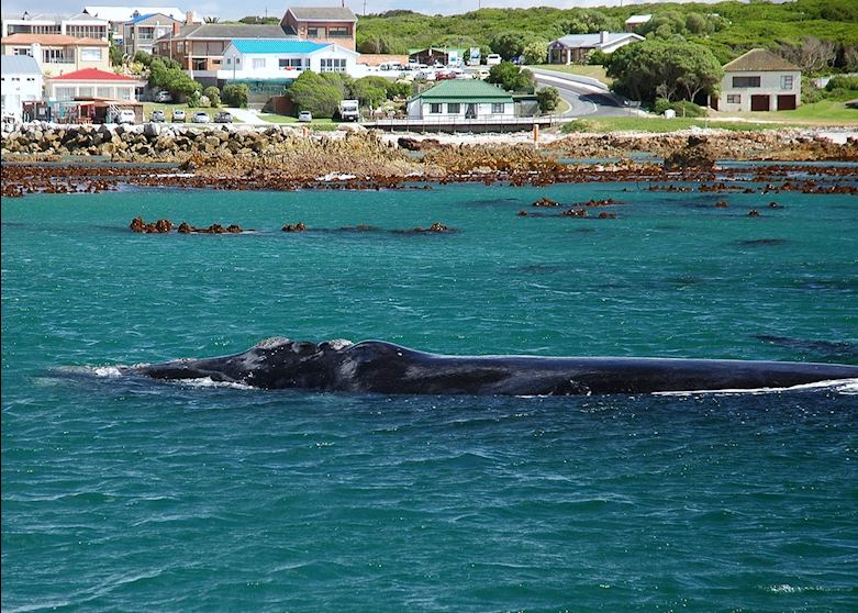 Southern Right Whale, Hermanus, South Africa Southern Right Whale, Hermanus, South Africa