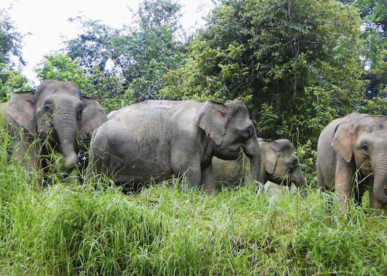 Herd of Pygmy Elephants Herd of Pygmy Elephants