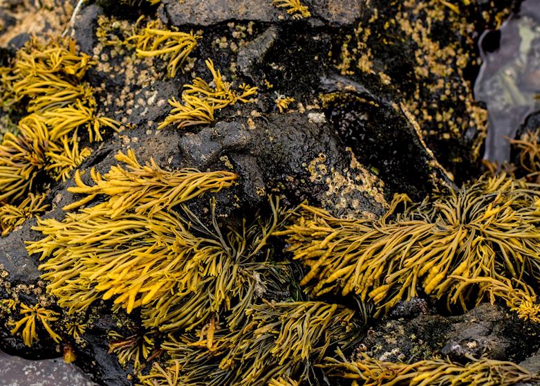 Seaweed on a rock at low tide