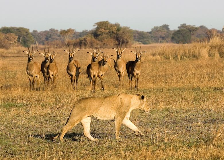 Lioness and roan antelope, Busanga region, Kafue National Park Lioness and roan antelope, Busanga region, Kafue National Park