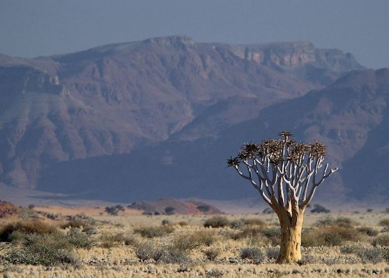 Quivertree in the Naukluft Mountains Quivertree in the Naukluft Mountains