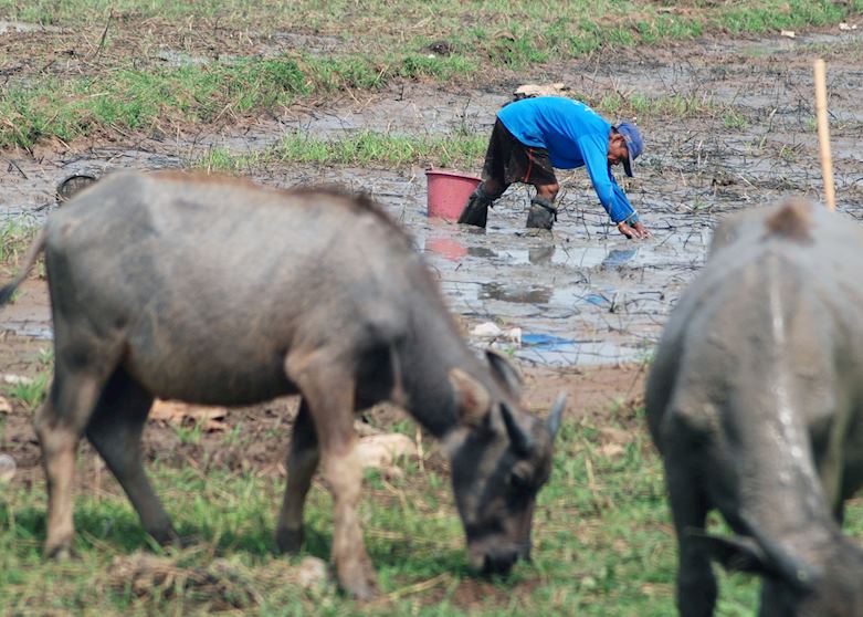 Fishing by hand in muddy paddies is a familiar site in Isaan Fishing by hand in muddy paddies is a familiar site in Isaan