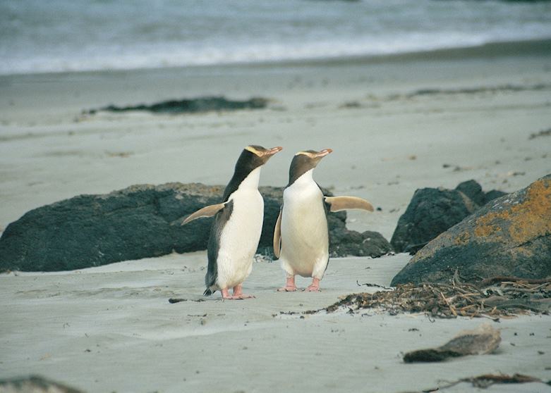 Yellow eyed penguins, Otago Peninsula Yellow eyed penguins, Otago Peninsula