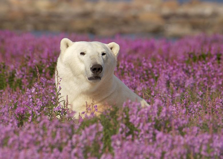Polar Bear in Fireweed near Churchill