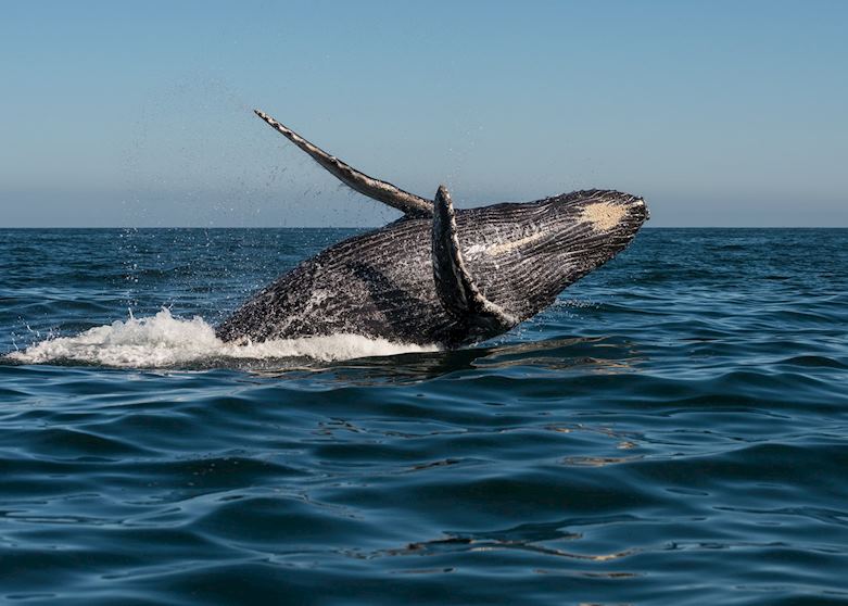 a Humpback whale, Hermanus a Humpback whale, Hermanus