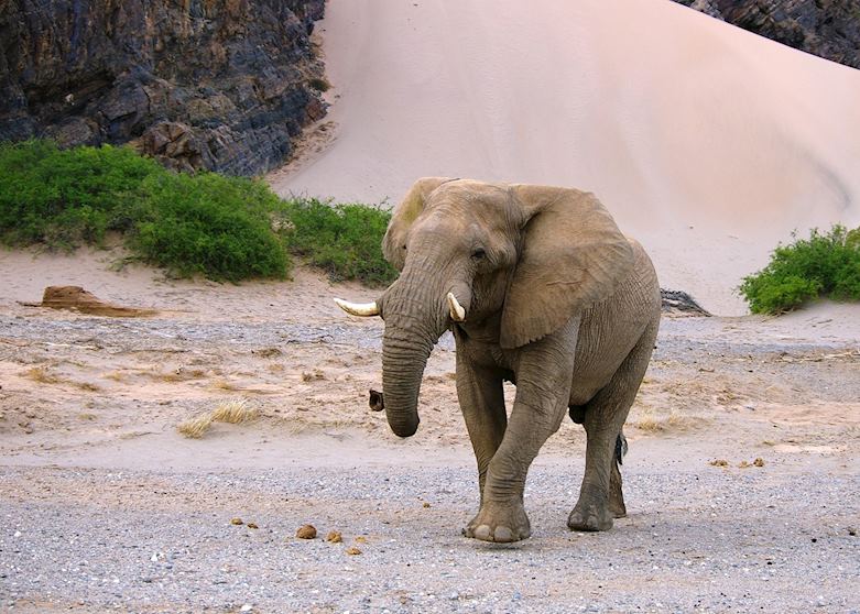 A bull elephant on the riverbed, Hoanib Skeleton Coast Camp,The Skeleton Coast A bull elephant on the riverbed, Hoanib Skeleton Coast Camp,The Skeleton Coast