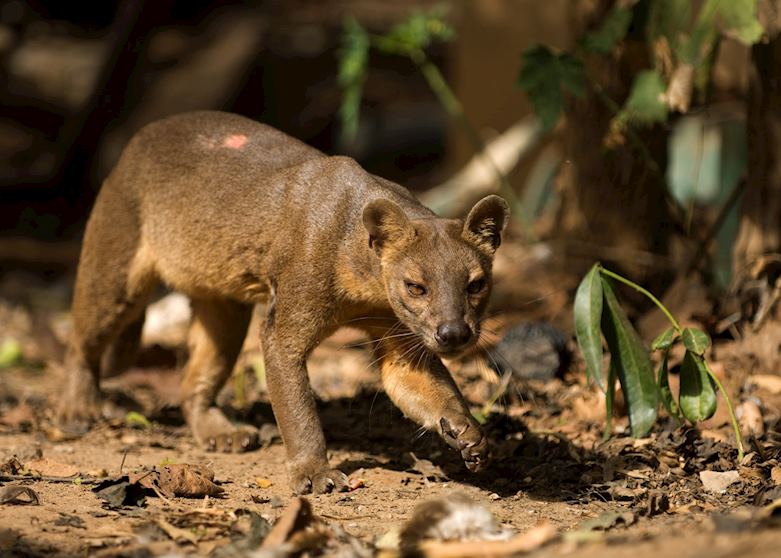 Fossa, Madagascar Fossa, Madagascar