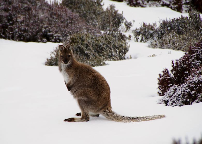 Wallaby playing in the snow at the peak of Ben Lomond, Tasmania Wallaby playing in the snow at the peak of Ben Lomond, Tasmania