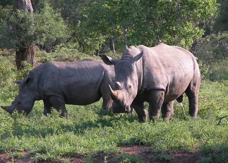 White Rhino White Rhino