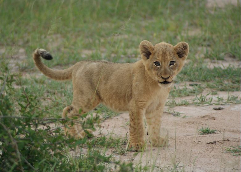 Lion cub, the Sabi Sand Wildtuin, South Africa Lion cub, the Sabi Sand Wildtuin, South Africa