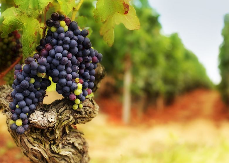 Burgundy grapes, France Burgundy grapes, France
