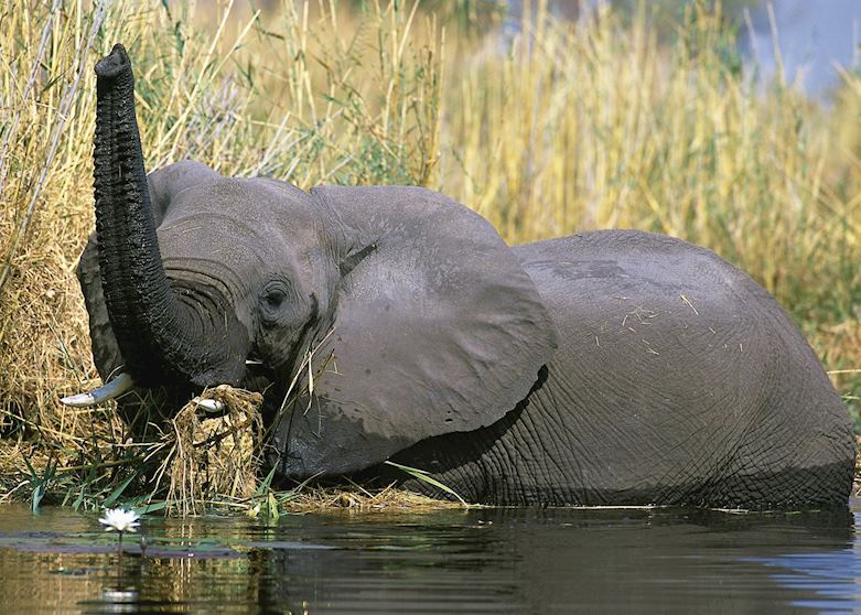 Elephant in the reeds