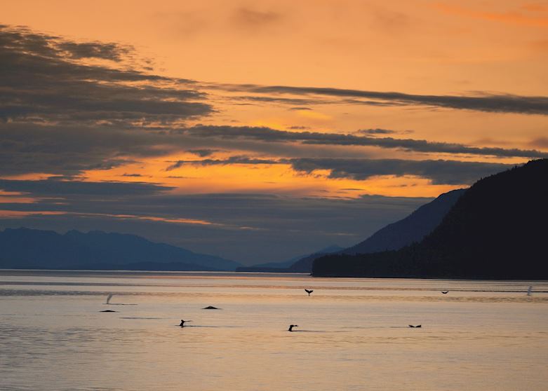 Whales at sunset