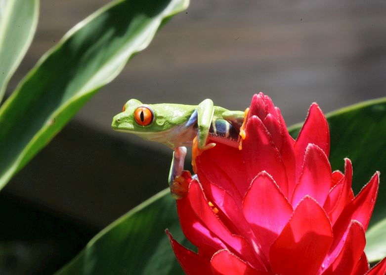 Red-eyed tree frog, Costa Rica