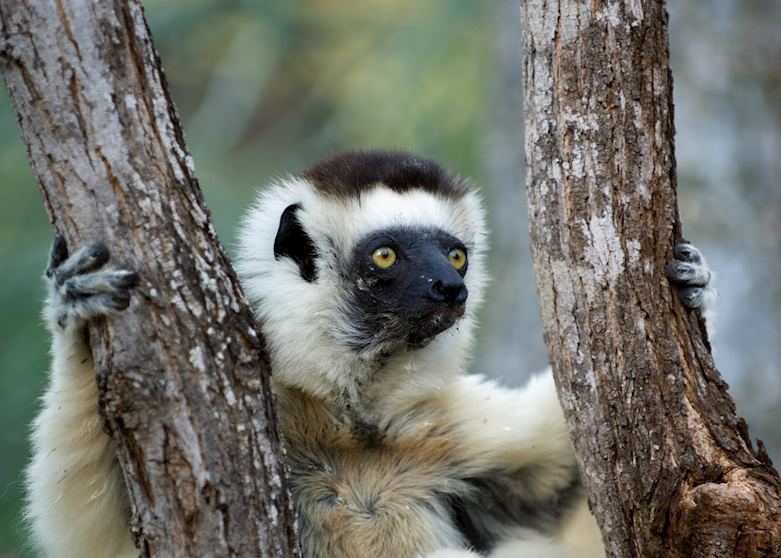 Sifaka, Berenty Private Reserve, Madagascar