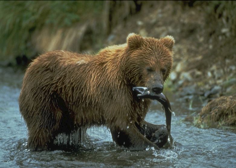 Grizzly bear with salmon Grizzly bear with salmon