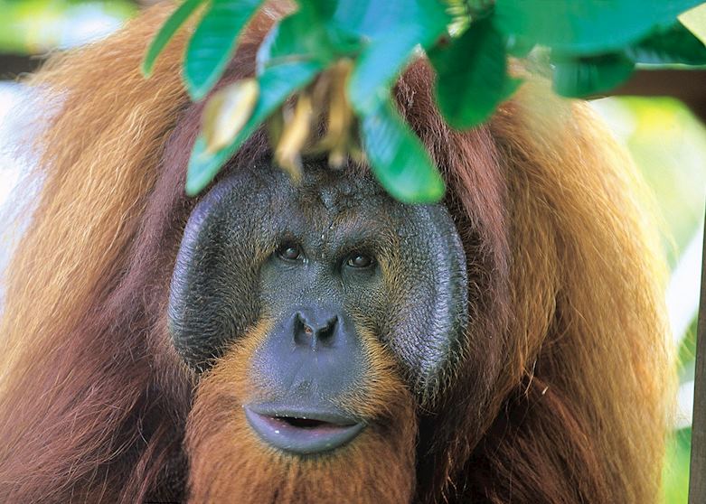 Male orangutan at Semenggok, Sarawak Male orangutan at Semenggok, Sarawak