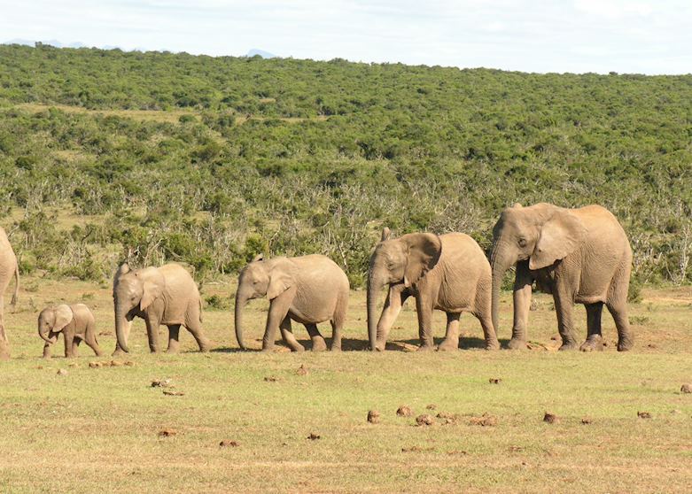 Gorah Elephant Camp, Eastern Cape Game Areas Gorah Elephant Camp, Eastern Cape Game Areas