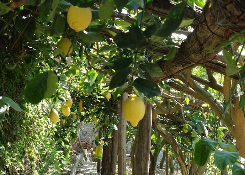 Lemon grove, Amalfi Coast Lemon grove, Amalfi Coast