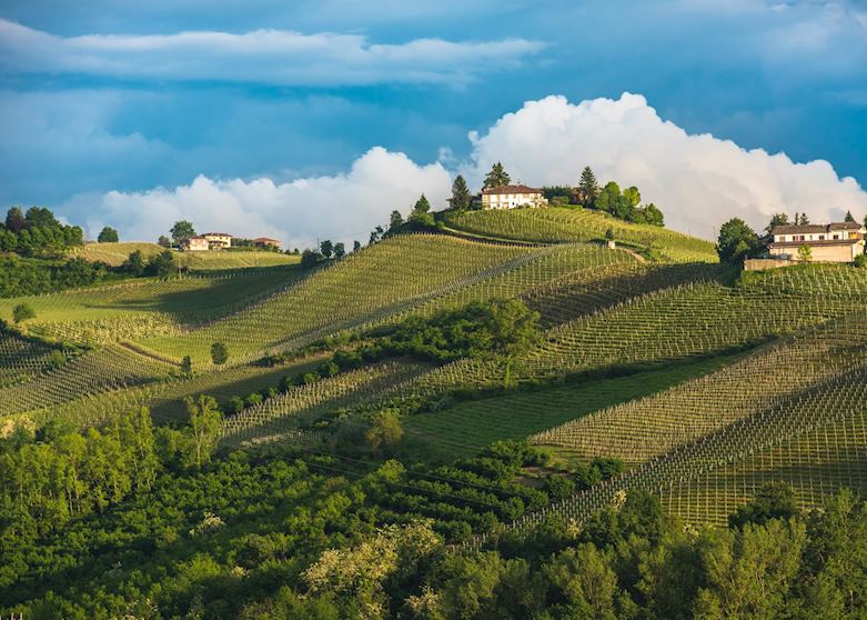 Vineyards in the Langhe, Piedmont Vineyards in the Langhe, Piedmont