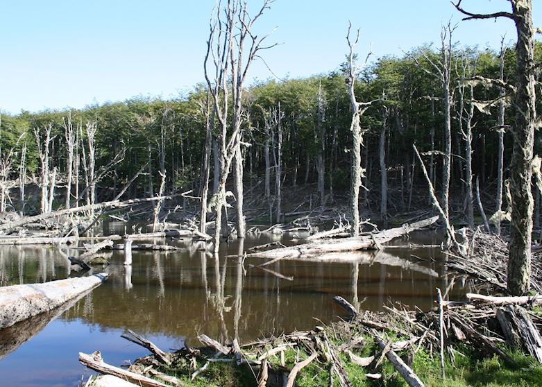 A beaver dam near Lago Fagnano A beaver dam near Lago Fagnano