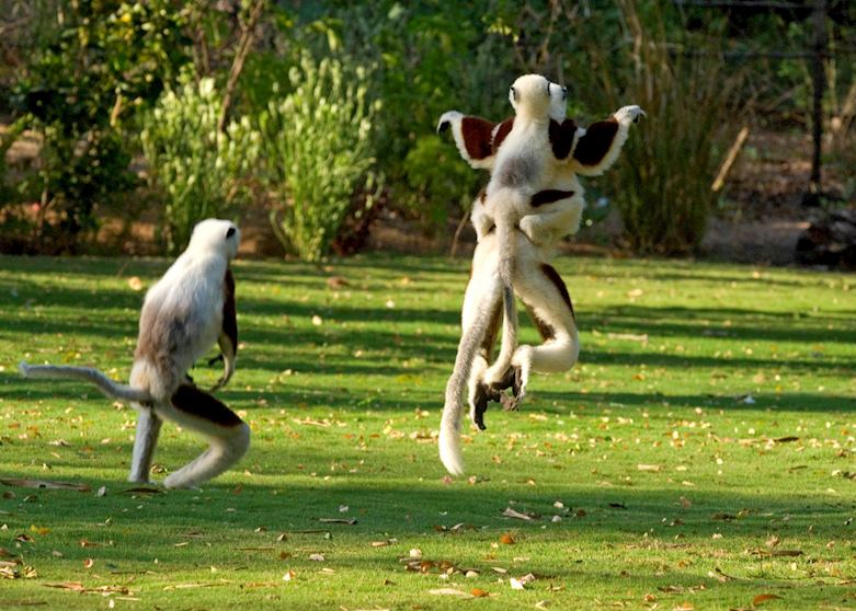 Coquerel's sifaka, Anjajavy Private Nature Reserve, Madagascar