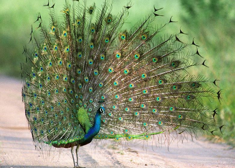 Peacock, Uda Walawe, Sri Lanka Peacock, Uda Walawe, Sri Lanka