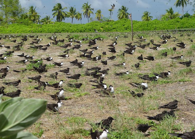 Sooty tern colony, Bird Island Sooty tern colony, Bird Island