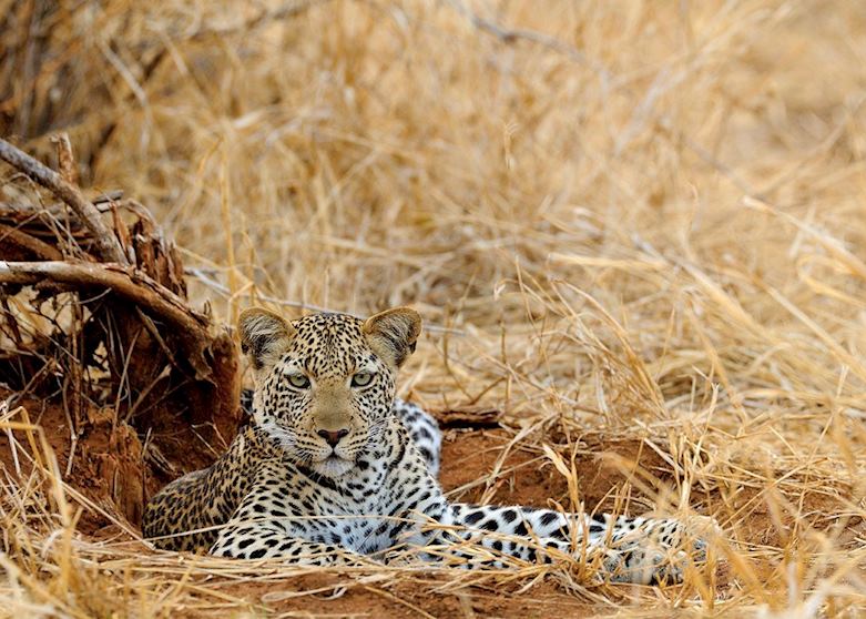 Leopard in the Ruaha National Park Leopard in the Ruaha National Park