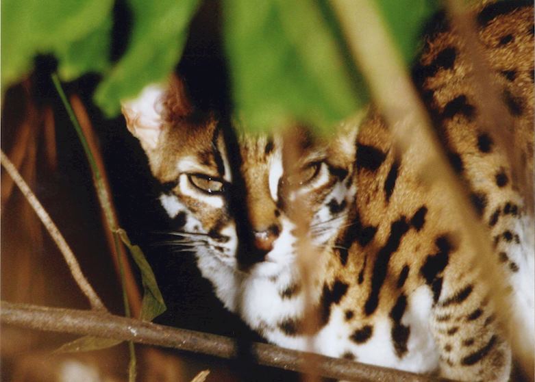 Leopard cat, Tabin Wildlife Reserve, Malaysian Borneo