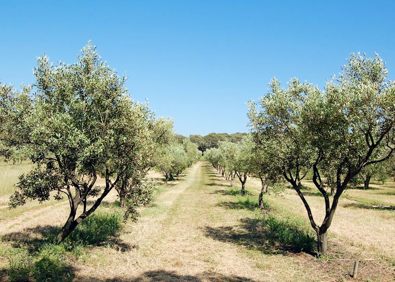 Olive grove, Provence Olive grove, Provence