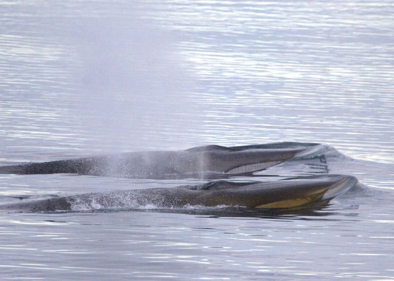 Fin Whales Fin Whales