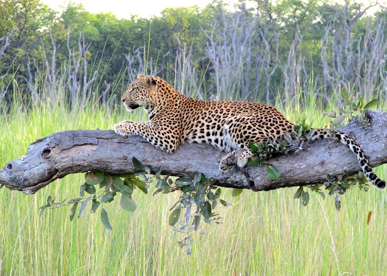 Leopard, Moremi Wildlife Reserve, Botswana Leopard, Moremi Wildlife Reserve, Botswana