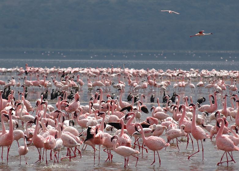 Lesser Flamingos on Lake Nakuru