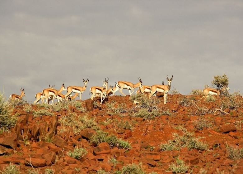Springbok in Damaraland Springbok in Damaraland