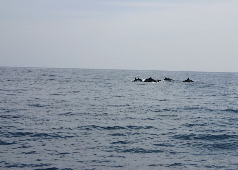 Dolphins spotted on a dhow cruise, Muscat Dolphins spotted on a dhow cruise, Muscat
