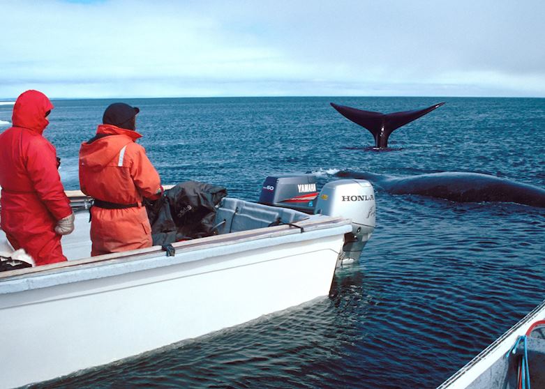 Watching a Bowhead whale Watching a Bowhead whale