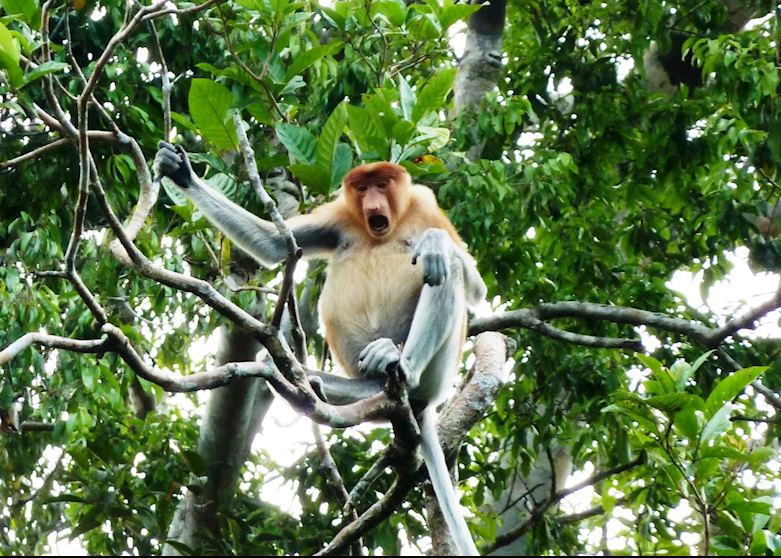 Proboscis monkey, Malaysian Borneo Proboscis monkey, Malaysian Borneo