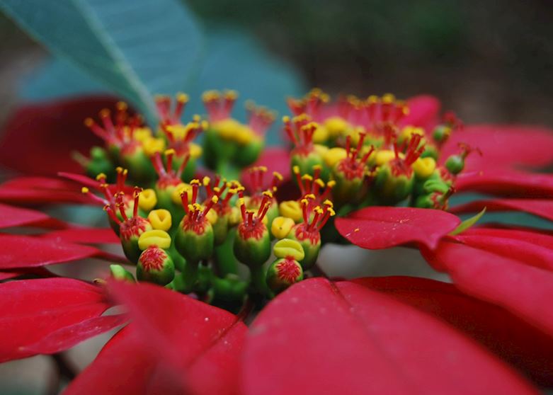 Flower, The Spice Gardens, Thekkady