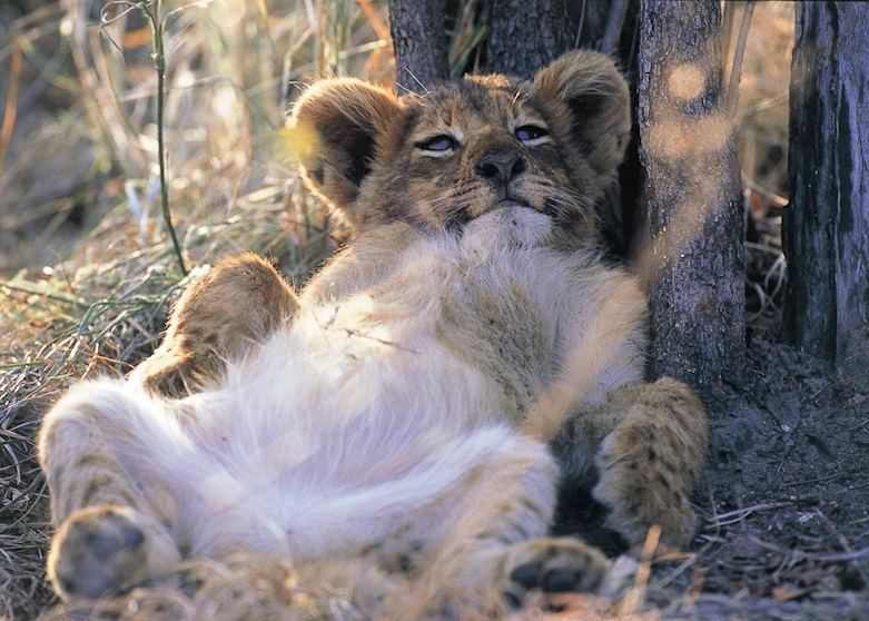 Lion Cub, Private Game Reserve Lion Cub, Private Game Reserve