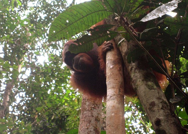 Orangutan, Semenggok Orangutan, Semenggok