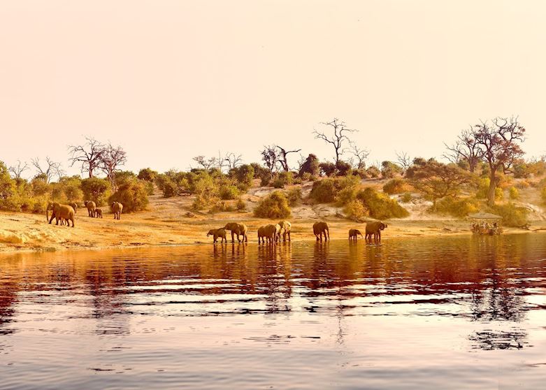 A herd of elephant drinking in the Chobe River, Namibia