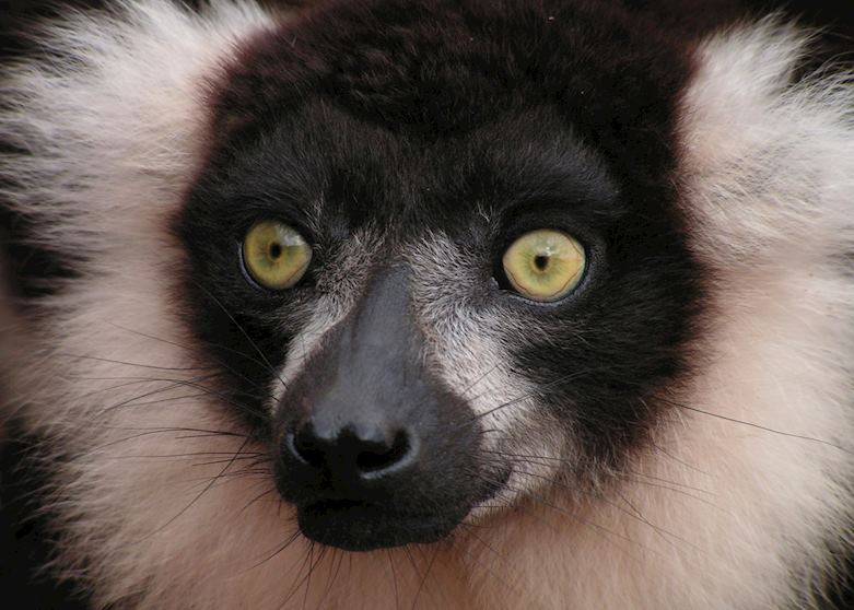 Black & white ruffed lemur