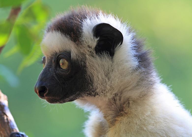 Verreaux's Sifaka, Isalo National Park