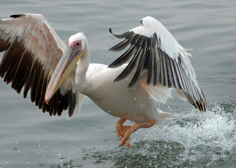 White pelican in Walvis Bay